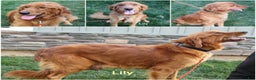 Golden Retriever dogs for sale: Golden Retriever Puppy Cameron - Ad 6