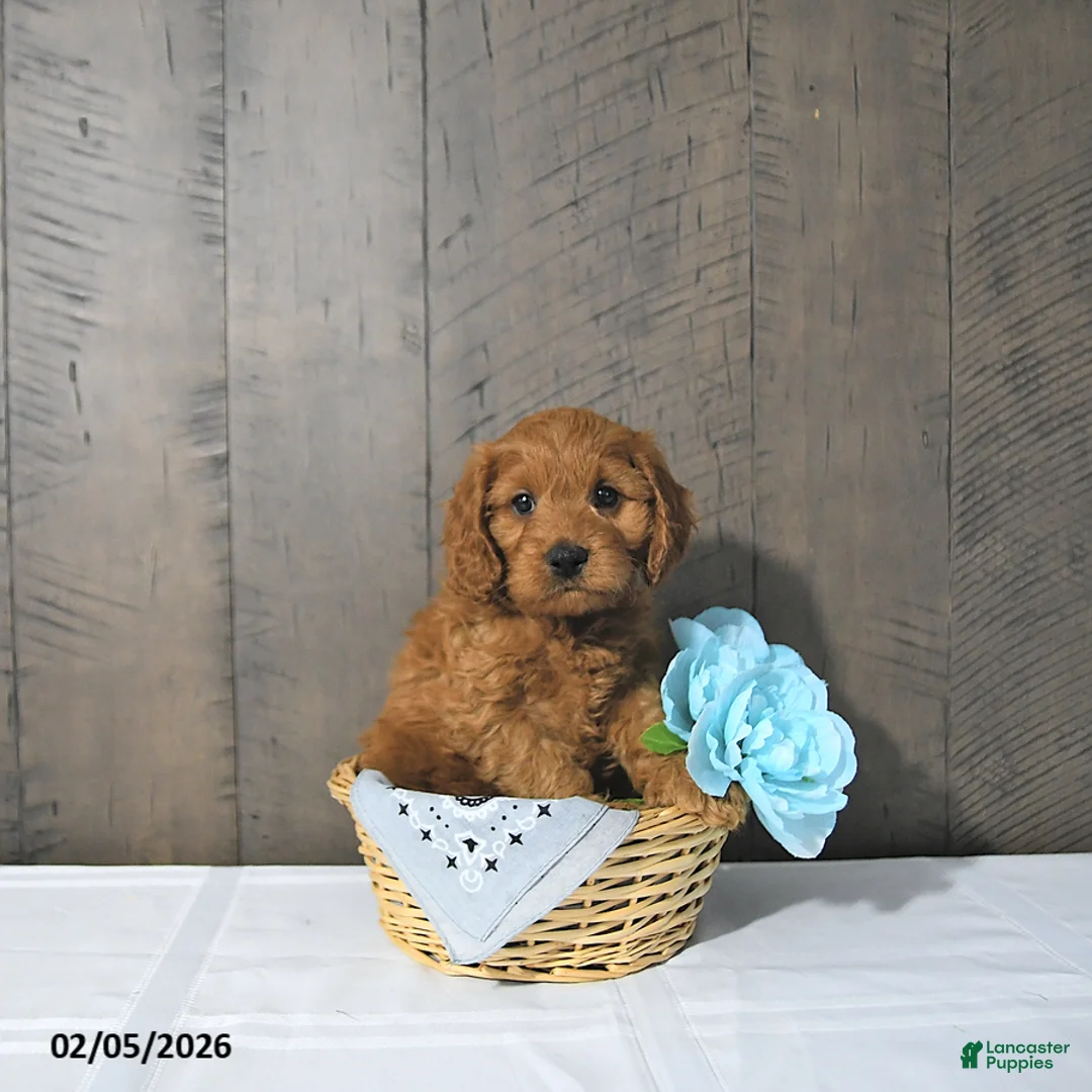 Cavapoo dogs for sale: Fred - Ad 1