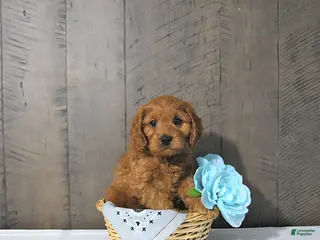 Cavapoo dogs Fred - Ad 18