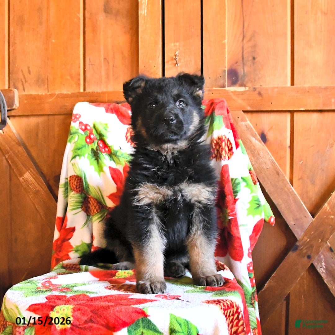 German Shepherd dogs for sale: Pepper - Ad 2