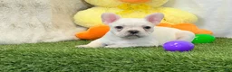 French Bulldog dogs for sale: Dozer - Ad 10
