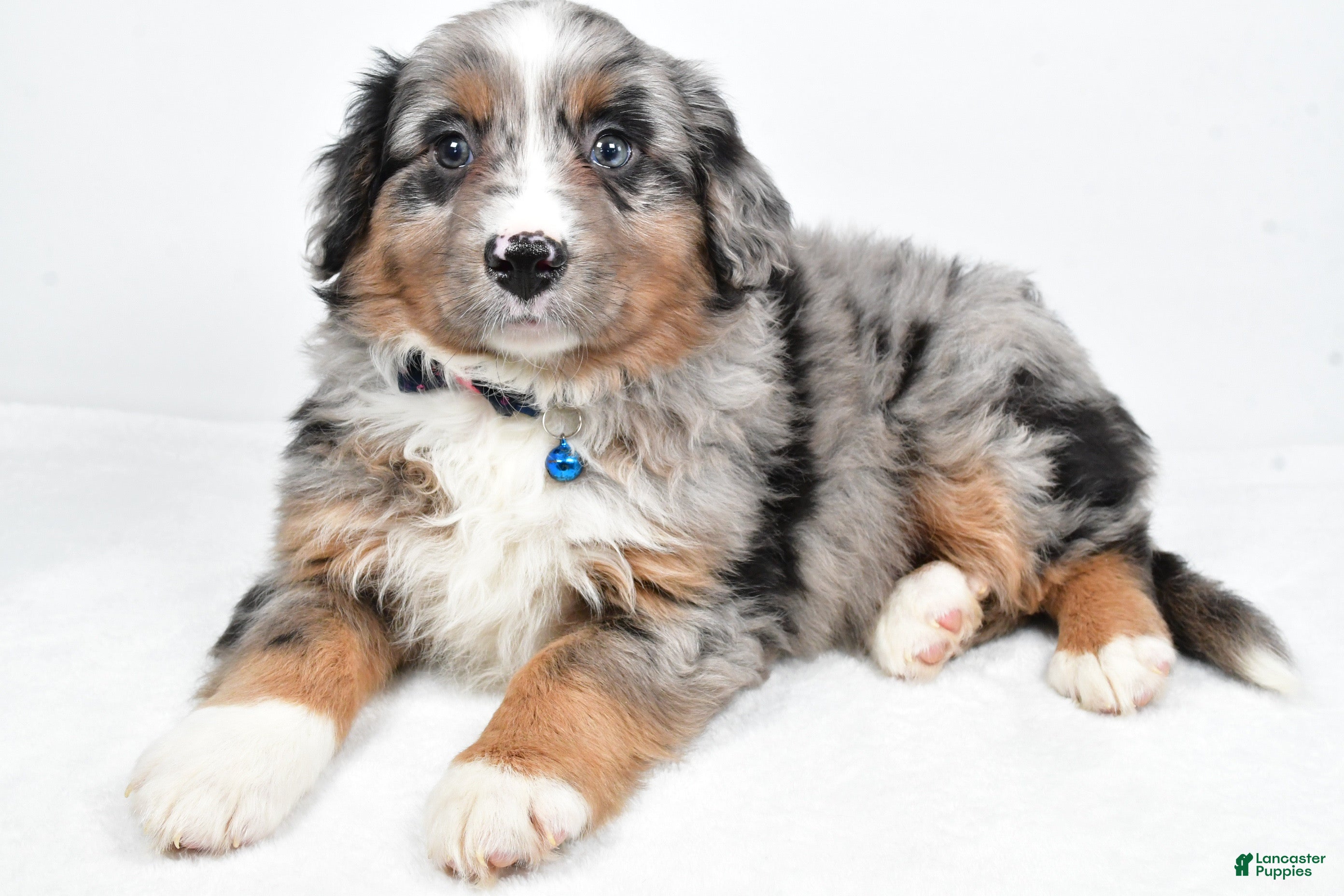 Mini Aussiedoodle dogs Smokey - Ad 2