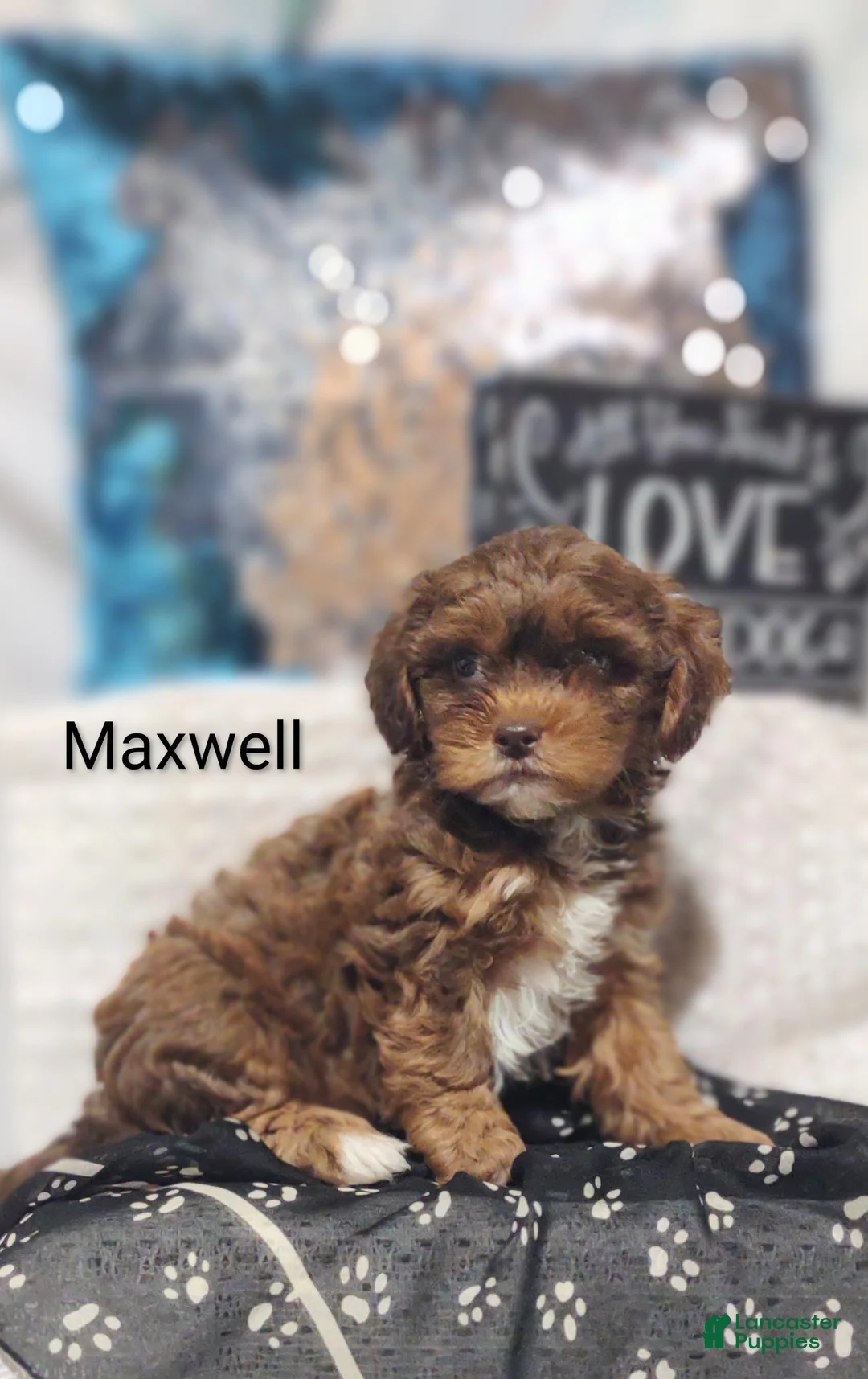 Shihpoo dogs for sale: Shihpoo Puppy 4 Maxwell  - Ad 2