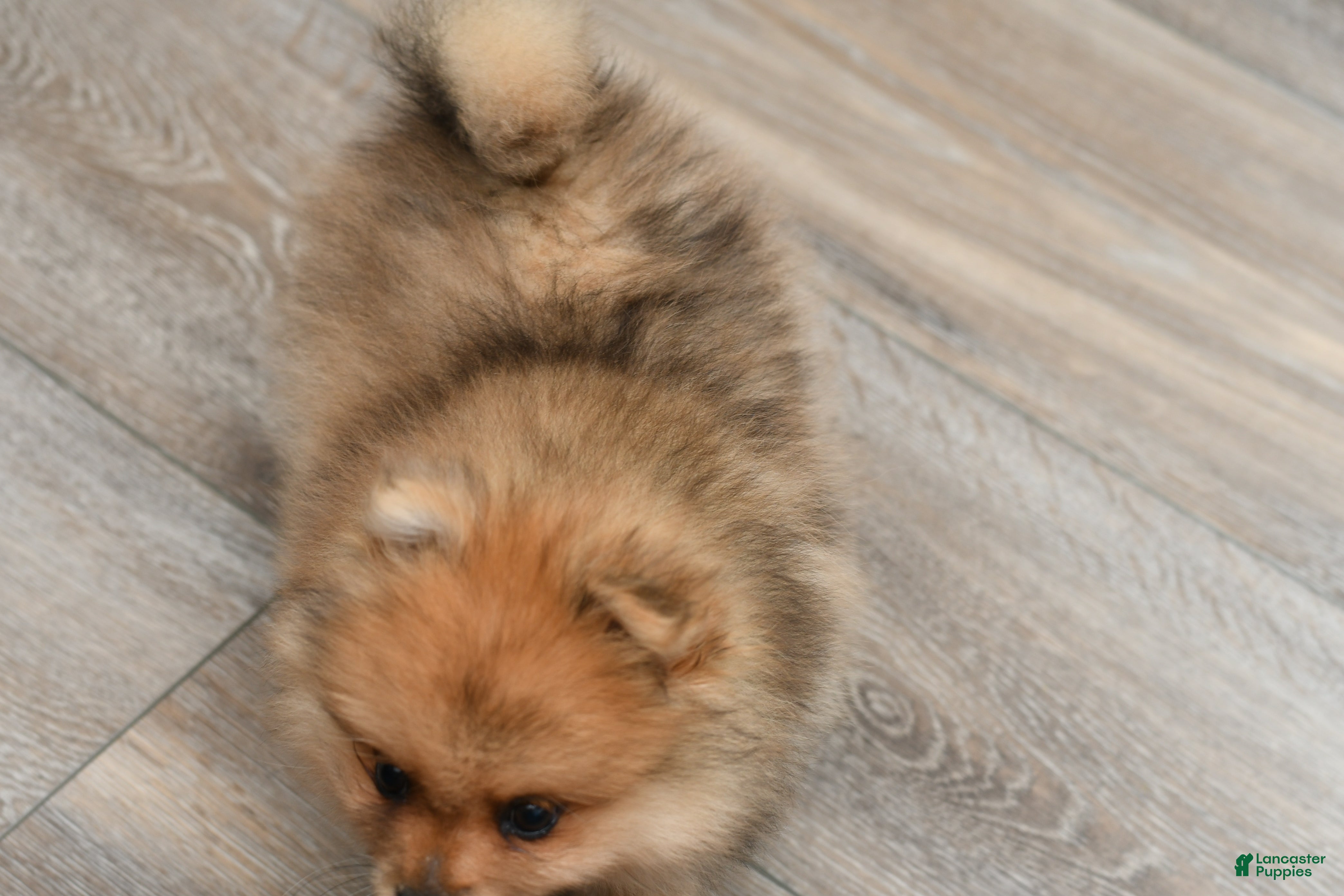 Pomeranian dogs Quinn - Ad 2