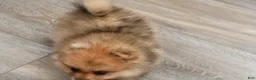 Pomeranian dogs for sale: Quinn - Ad 2