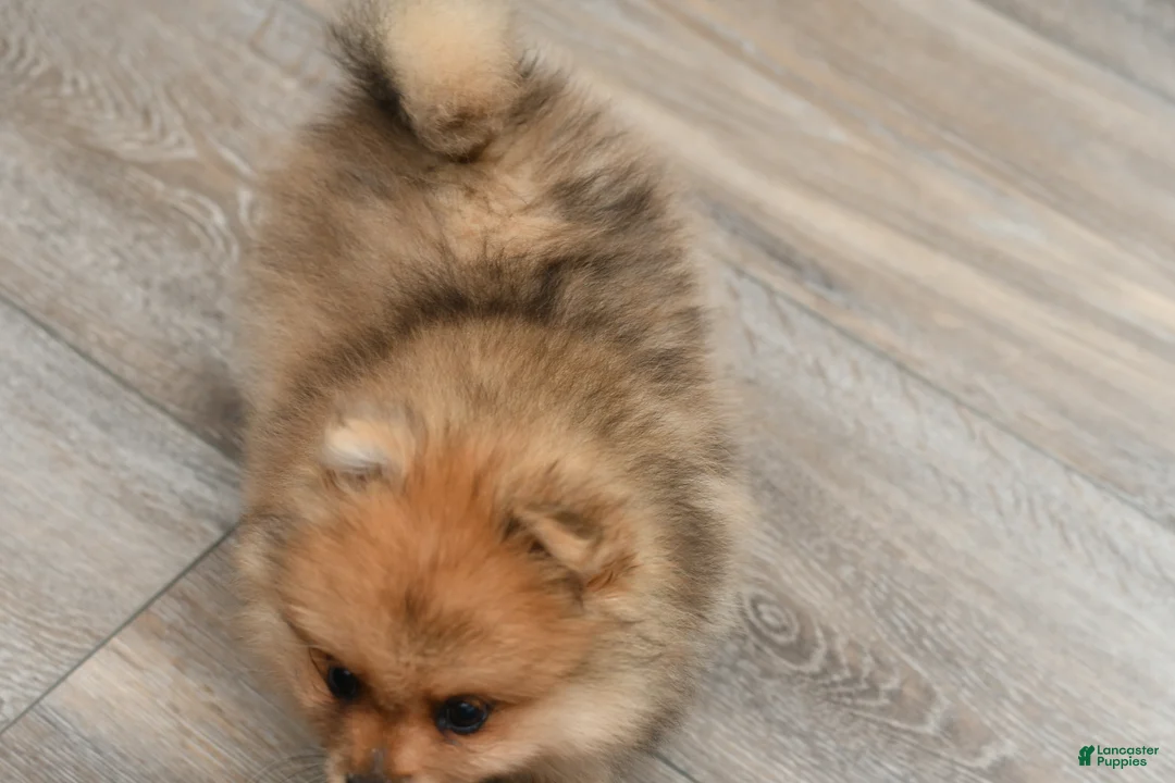 Pomeranian dogs for sale: Quinn - Ad 2