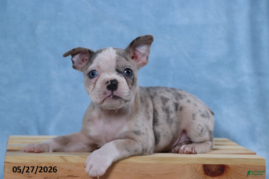 Frenchton dogs Little Boy Blue - Ad 2