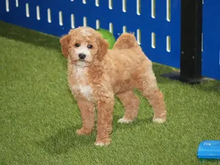 Goldendoodle dogs Gracie - Ad 13