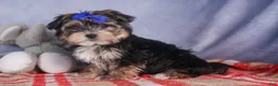 Morkie dogs for sale: Newton - Ad 24