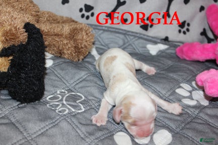 Cocker Spaniel dogs Georgia - Ad 2