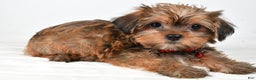 Shorkie dogs for sale: Pebbels - Ad 2