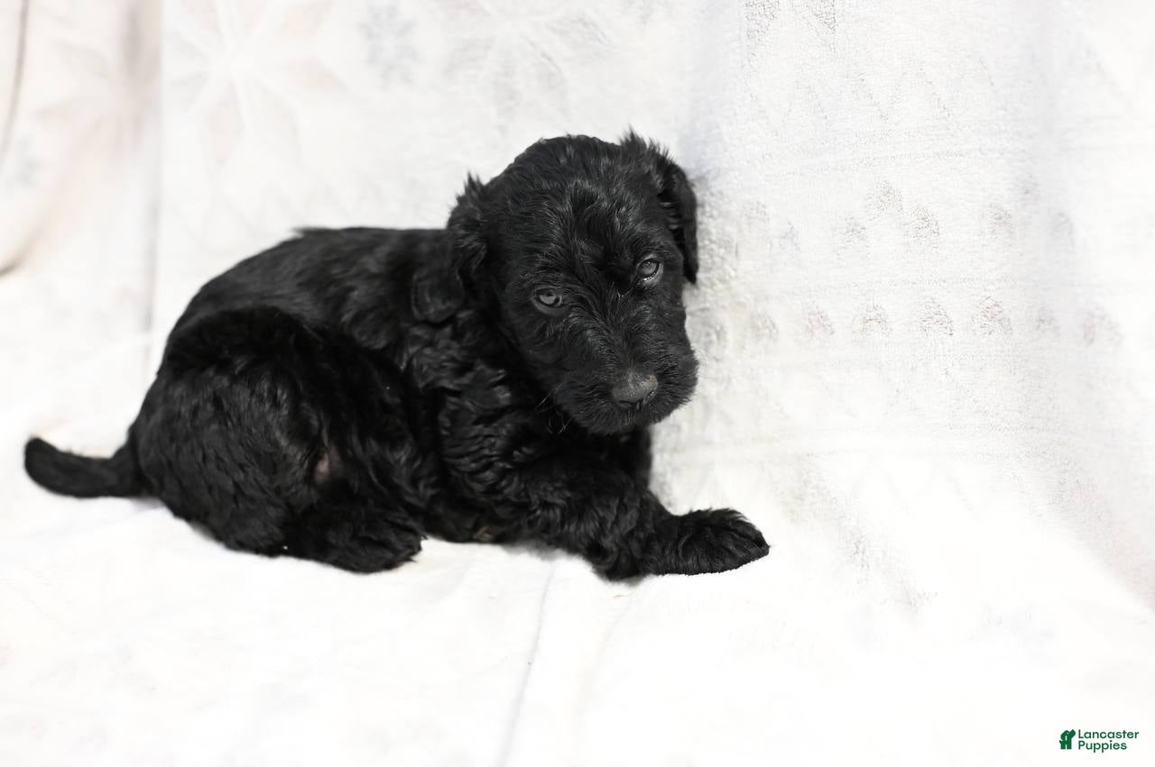 Mixed Breed dogs Daisy - Ad 10