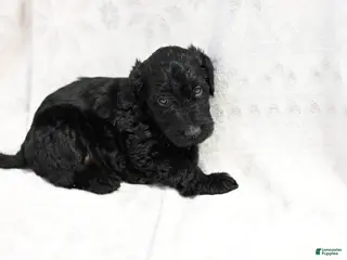 Mixed Breed dogs Daisy - Ad 10