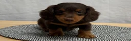 Miniature Dachshund dogs for sale: Oscar - Ad 3