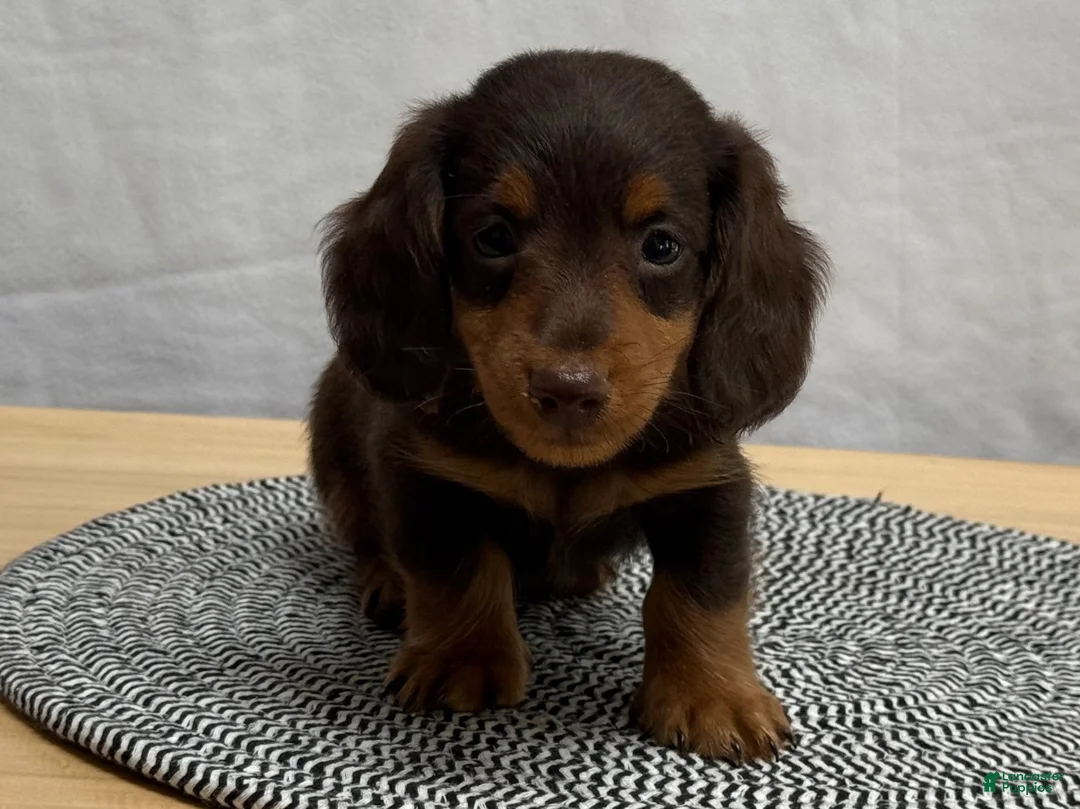 Miniature Dachshund dogs for sale: Oscar - Ad 3