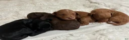 Mixed Breed dogs for sale: Gemma - Ad 3