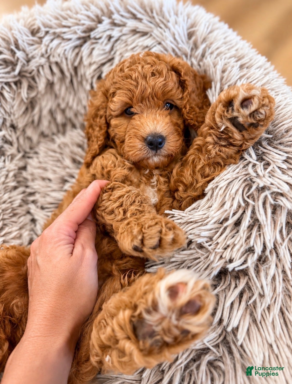 Goldendoodle dogs Jersey - Ad 2