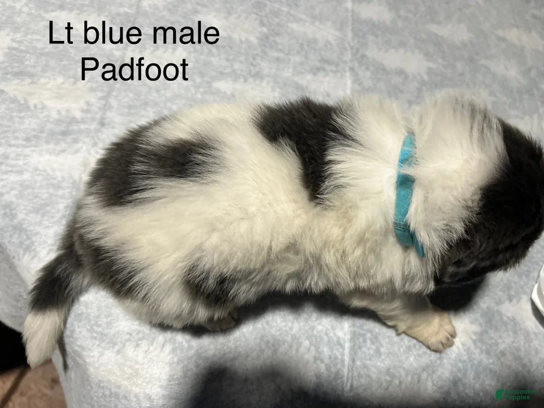 Mixed Breed dogs for sale: Mixed Breed Puppy 2 - Ad 2