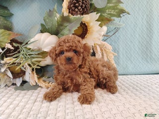 Toy Poodle dogs - Ad 24