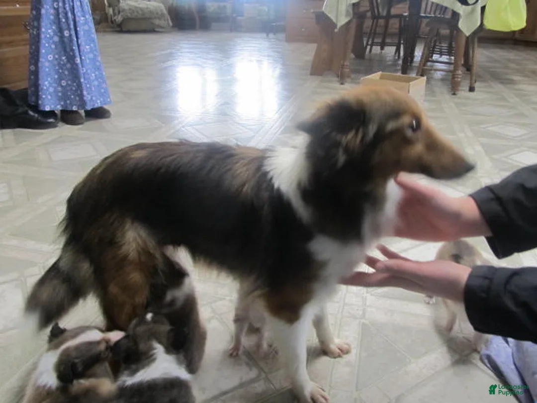 Shetland Sheepdog dogs for sale: Kalila - Ad 7