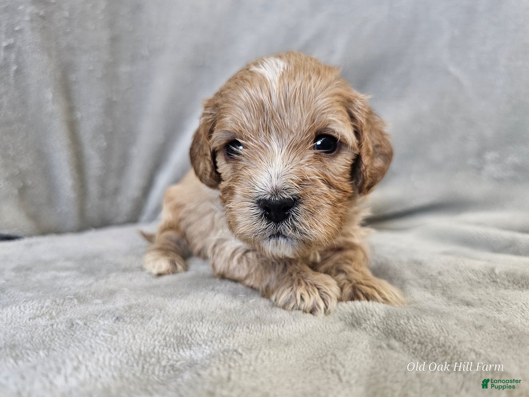 Cavapoo dogs for sale: Pesto - Ad 3