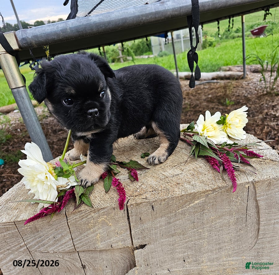 French Bulldog dogs Jerry - Ad 1