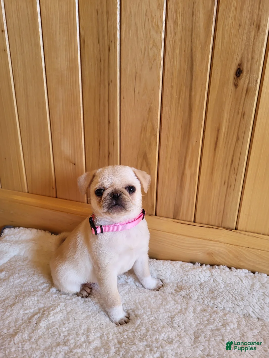 Pug dogs for sale: Blaire - Ad 1