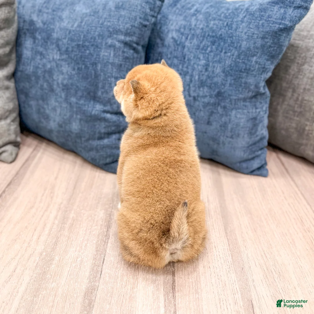 Shiba Inu dogs for sale: Kingsley - Ad 5