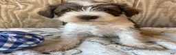Miniature Schnauzer dogs for sale: Stanley - Ad 3