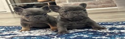 French Bulldog dogs for sale: French Bulldog Puppy 1 - Ad 9