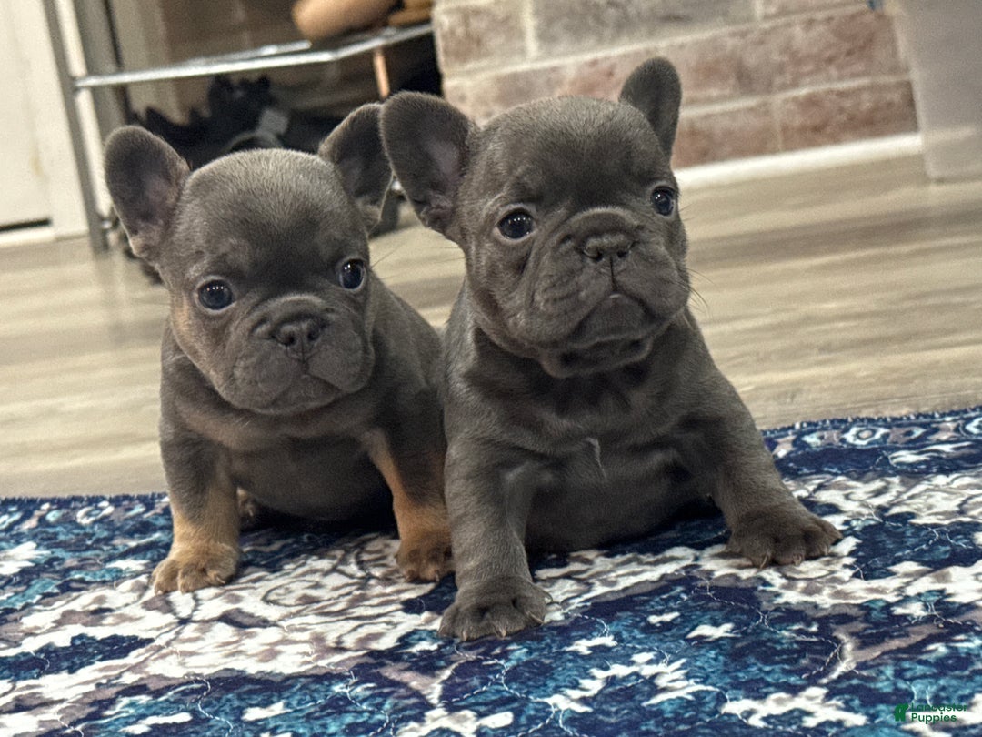 French Bulldog dogs for sale: French Bulldog Puppy 1 - Ad 9