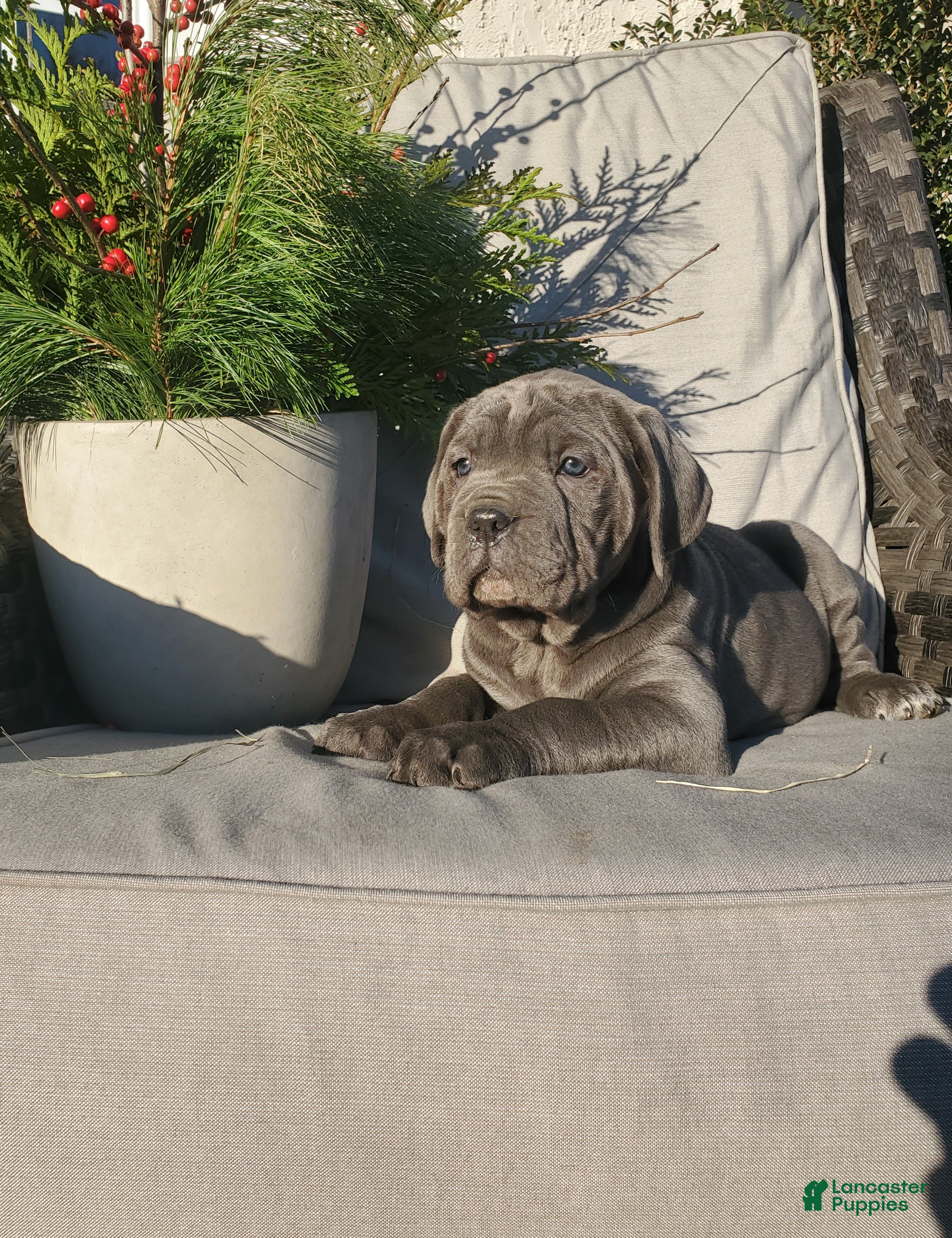 Cane Corso dogs Ruby - Ad 22