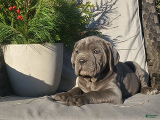 Cane Corso dogs Ruby - Ad 22