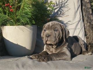 Cane Corso dogs Ruby - Ad 34