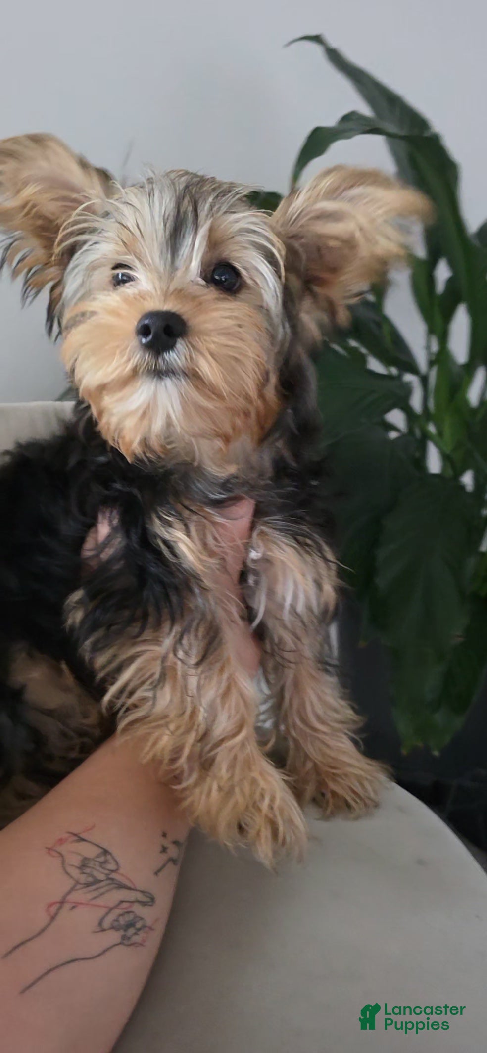 Yorkshire Terrier dogs Jimmy - Ad 1