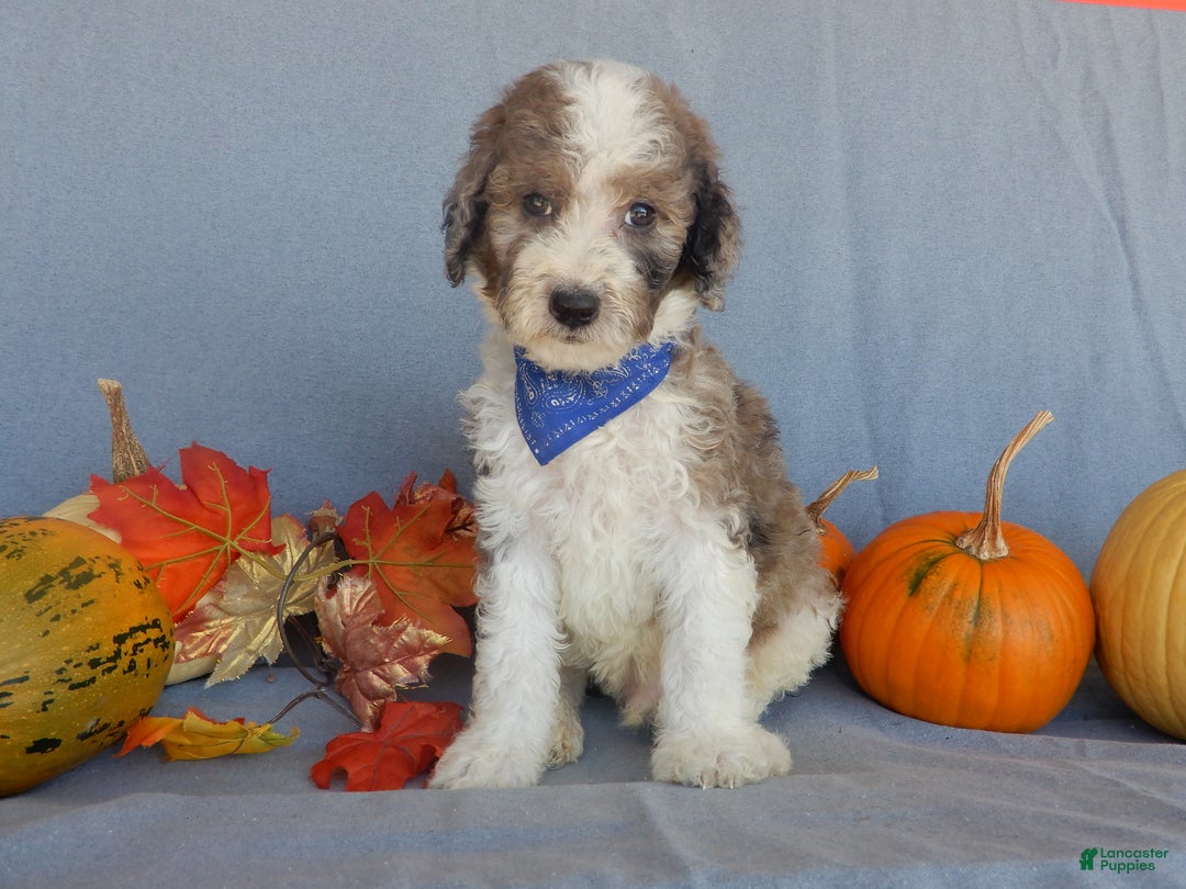 Sheepadoodle dogs for sale: Panda (medium) - Ad 73