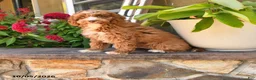 Cockapoo dogs for sale: Oliver - Ad 3