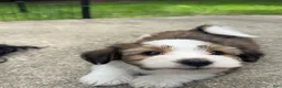 Mixed Breed dogs for sale: K'adare - Ad 3