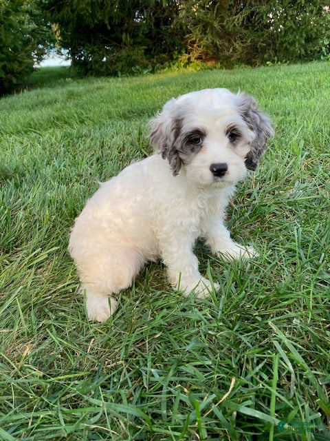 Cockapoo dogs Bruno - Ad 2