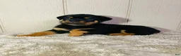 Rottweiler dogs for sale: Rottweiler 2 - Ad 19