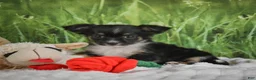 Chihuahua dogs for sale: Paige - Ad 3