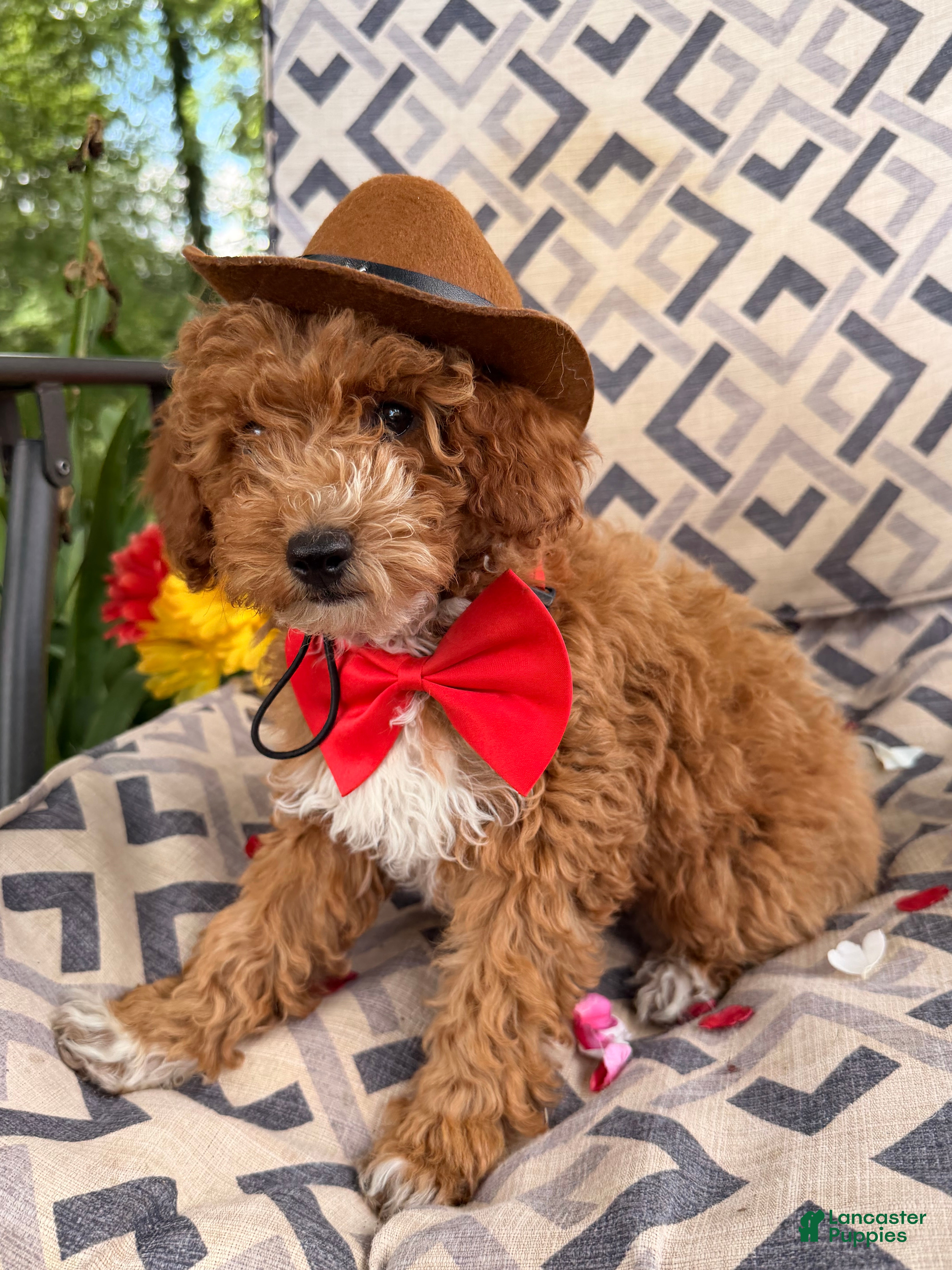 Miniature Poodle dogs Magic  - Ad 2