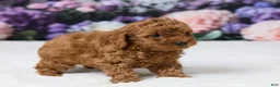 Miniature Poodle dogs for sale: Tony - Ad 4