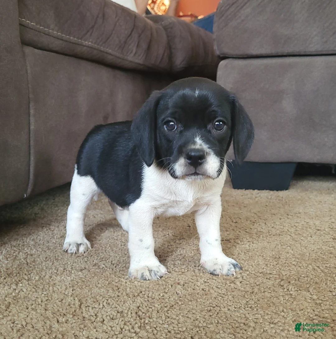 Puggle dogs for sale: Titus - Ad 3