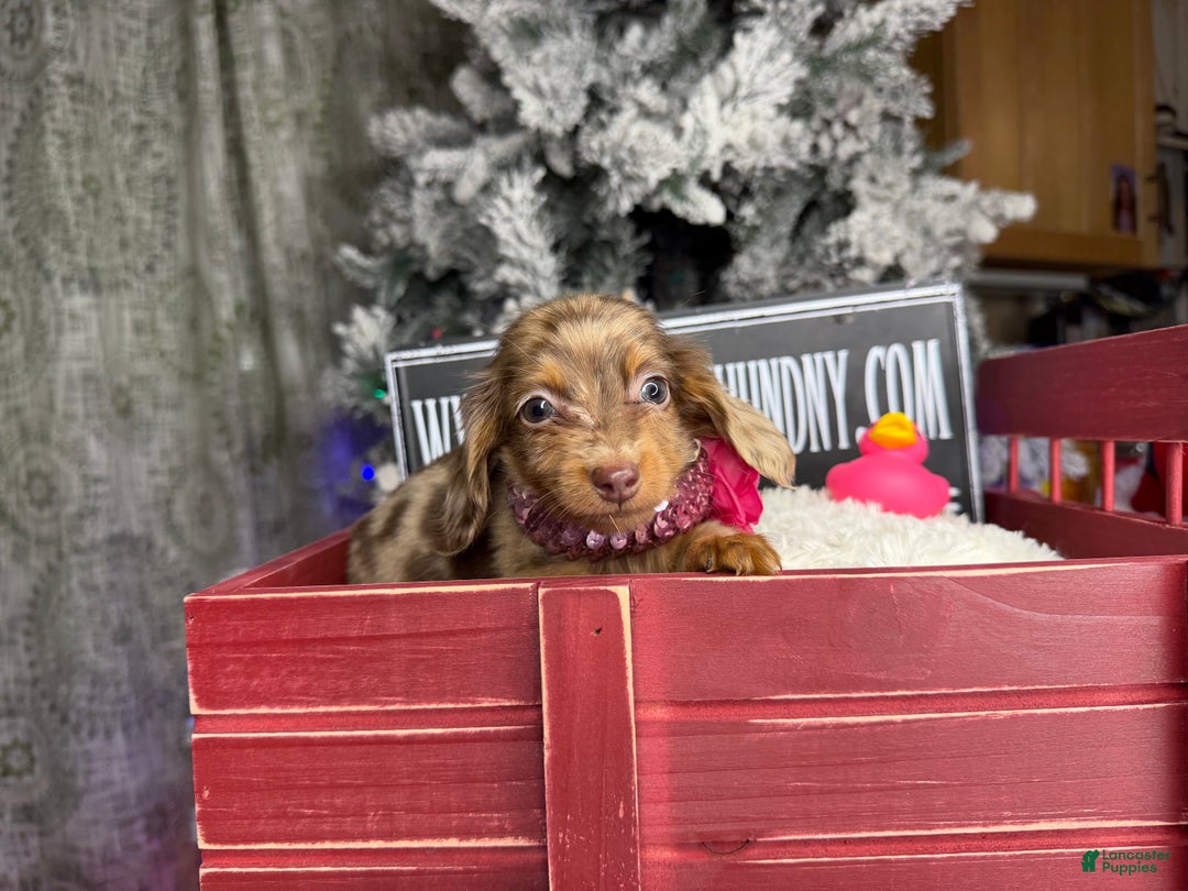 Miniature Dachshund dogs for sale: Ch bred Russian pea clear akc - Ad 4