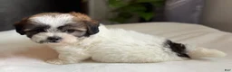 Shihpoo dogs for sale: Mico - Ad 5