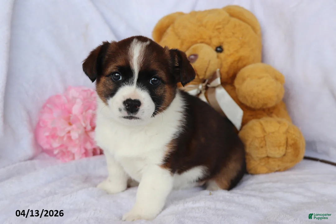 Mixed Breed dogs for sale: Tessa - Ad 2