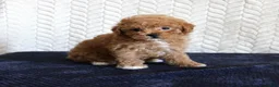 Toy Poodle dogs for sale: Sandy - Ad 4
