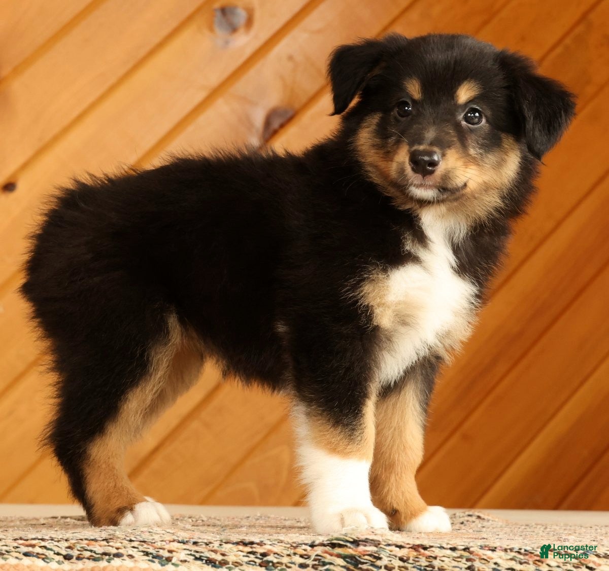 Australian Shepherd dogs Betty - Ad 2