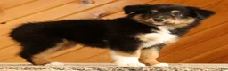 Australian Shepherd dogs for sale: Betty - Ad 2